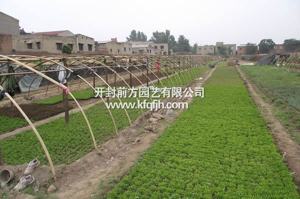 開(kāi)封前方園藝——五色草種苗廠家直銷